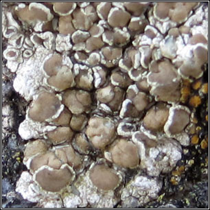 Myriolecis fugiens, Lecanora fugiens