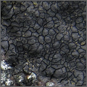 Hydropunctaria maura, Verrucaria maura