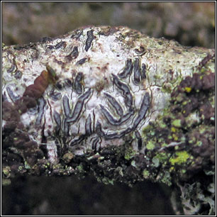 Graphis scripta sens lat