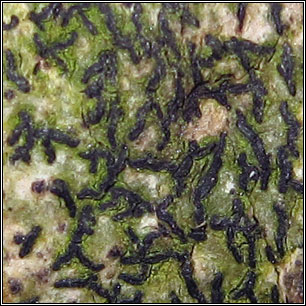 Arthonia atra, Opegrapha atra