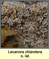 Lecanora chlarotera