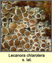 Lecanora chlarotera sens lat