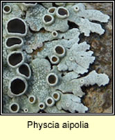 Physcia aipolia