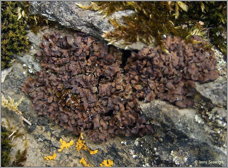 Solenopsora holophaea