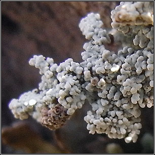 Stereocaulon evolutum