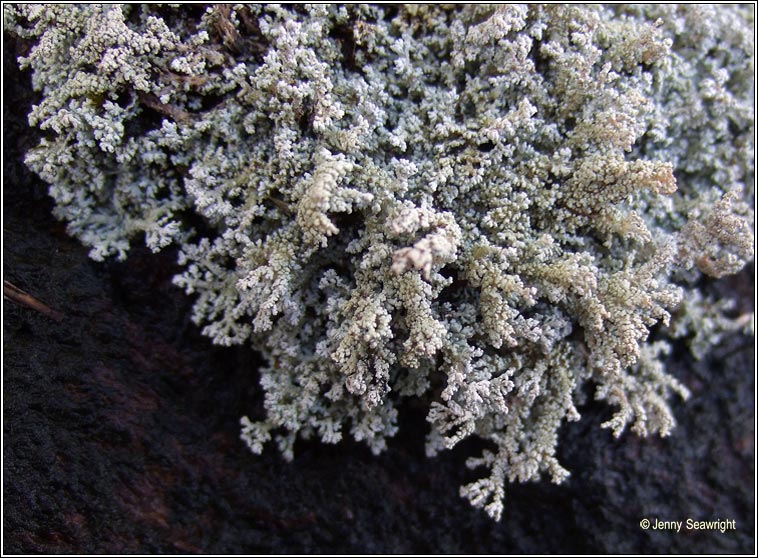 Stereocaulon evolutum