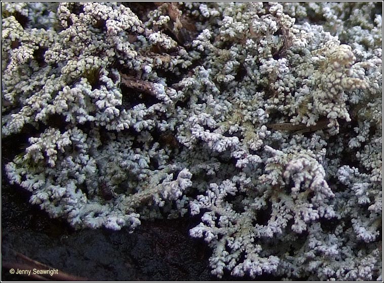 Stereocaulon evolutum