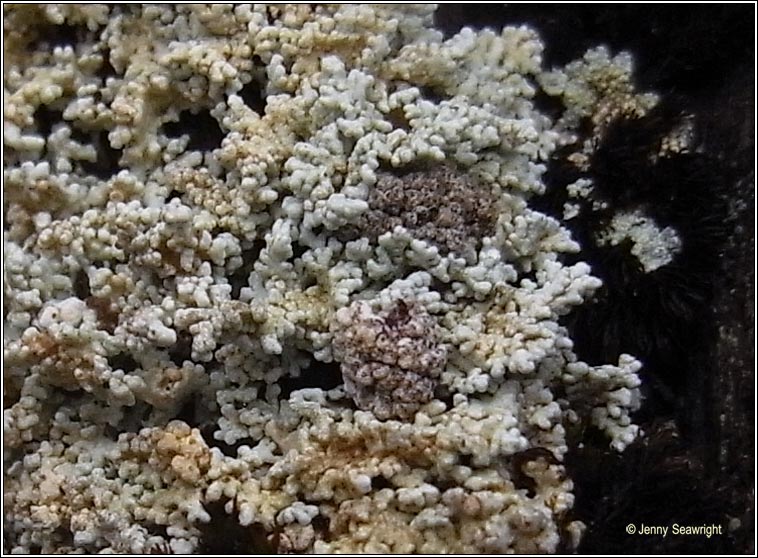 Stereocaulon evolutum