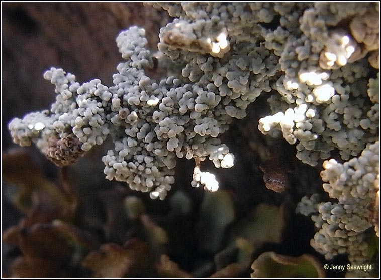 Stereocaulon evolutum