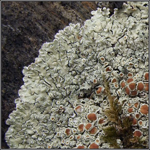 Protoparmeliopsis muralis, Lecanora muralis
