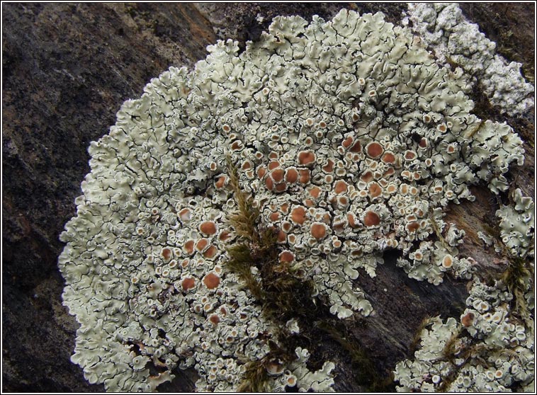 Protoparmeliopsis muralis, Lecanora muralis