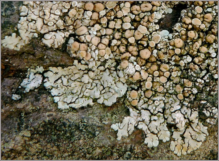 Protoparmeliopsis muralis, Lecanora muralis