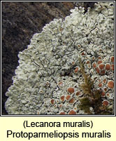 Lecanora muralis