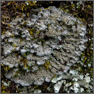 Pectenia atlantica, Degelia atlantica