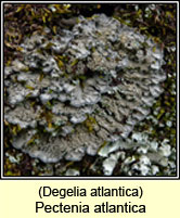 Degelia atlantica