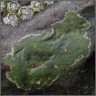 Wahlenbergiella mucosa, Verrucaria mucosa