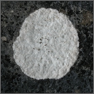 Circinaria calcarea, Aspicilia calcarea