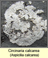 Circinaria calcarea, Aspicilia calcarea