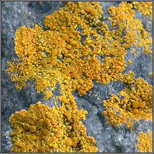 Flavoplaca marina, Caloplaca marina