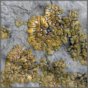 Calogaya pusilla, Caloplaca saxicola