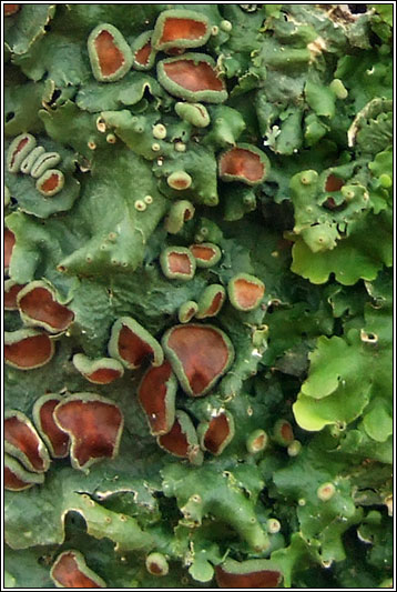 Lobaria virens