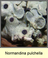 Normandina pulchella