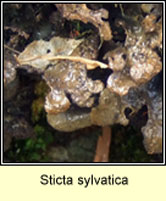 Sticta sylvatica