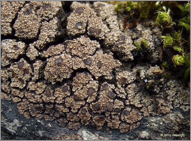 Vahliella leucophaea, Fuscopannaria leucophaea