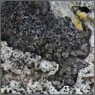 Verrucaria coerulea, Verrucaria caerulea