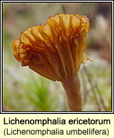 Lichenomphalia umbellifera