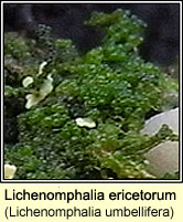 Lichenomphalia umbellifera