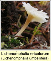 Lichenomphalia umbellifera