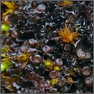 Scytinium pulvinatum, Leptogium pulvinatum