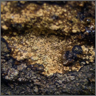 Gyrographa gyrocarpa, Opegrapha gyrocarpa