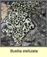 Buellia stellulata