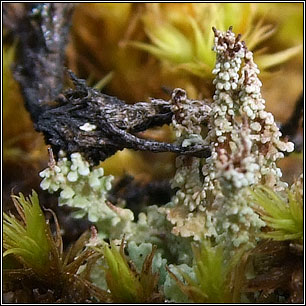 Cladonia squamosa var subsquamosa
