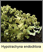 Hypotrachyna endochlora
