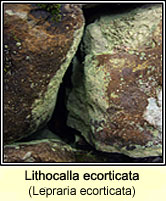 Lepraria ecorticata