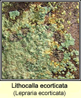 Lithocalla ecorticata (Lepraria ecorticata)