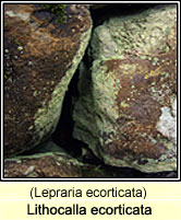 Lithocalla ecorticata (Lepraria ecorticata)