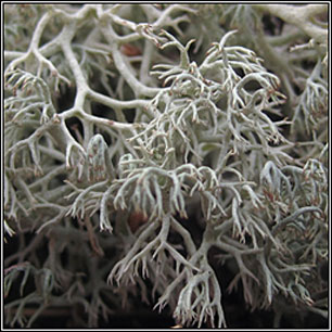 Cladonia arbuscula subsp. squarrosa