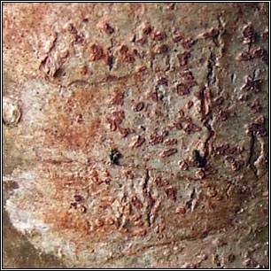 Coniocarpon cinnabarinum, Arthonia cinnabarina