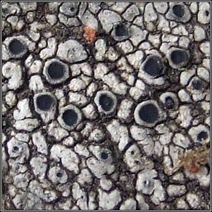 Circinaria caesiocinerea, Aspicilia caesiocinerea