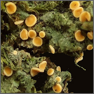 Coenogonium luteum, Dimerella lutea