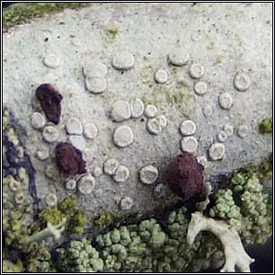 Glaucomaria carpinea, Lecanora carpinea