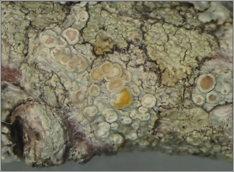Lecanora carpinea