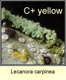 Lecanora carpinea