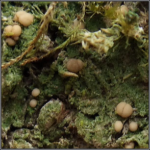 Mycobilimbia sphaeroides, Mycobilimbia pilularis, Biatora sphaeroides