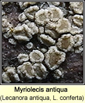 Lecanora conferta