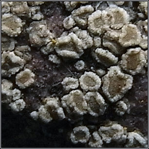 Myriolecis antiqua, Lecanora antiqua, Lecanora conferta